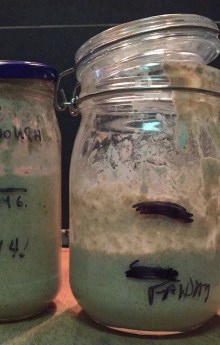 Sourdough Starter 1
